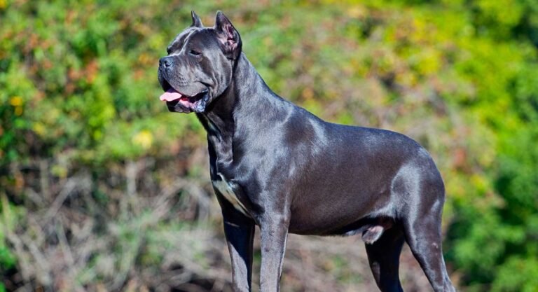 Your Guide to Locating Cane Corso Puppies Near Me