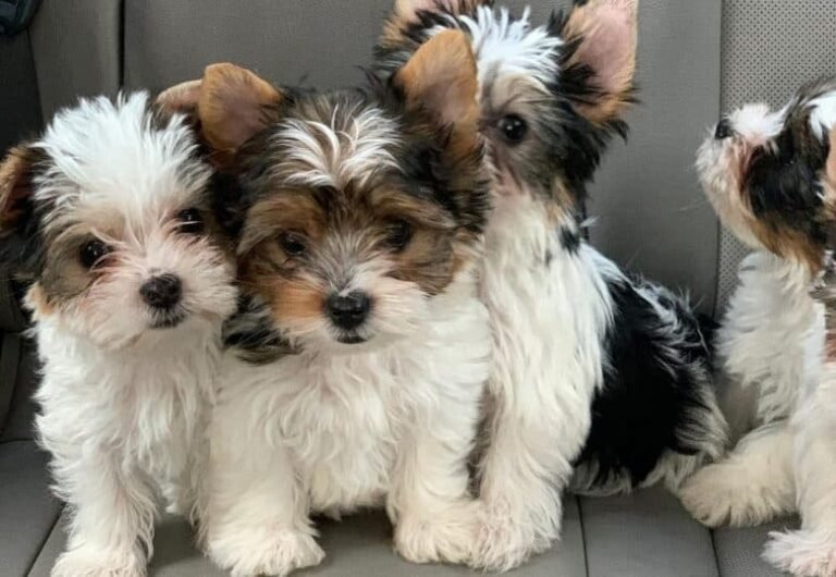 The Ultimate Guide to Miniature Yorkies for Sale: Tips for Choosing the Right Puppy for Your Family