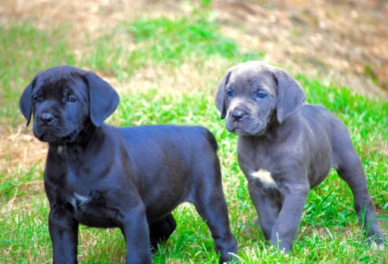 The Ultimate Buyer’s Guide: Finding Healthy Cane Corso Puppies for Sale