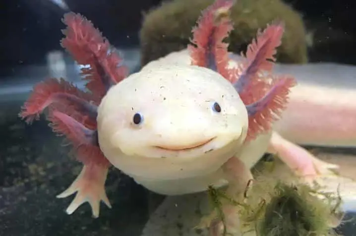 Unveiling the Wonders of GFP Axolotls: A Comprehensive Guide for Aspiring Pet Owners