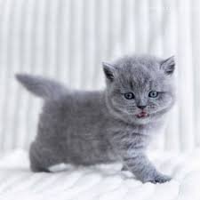 Essential Facts You Must Learn About Blue Kittens for Sale