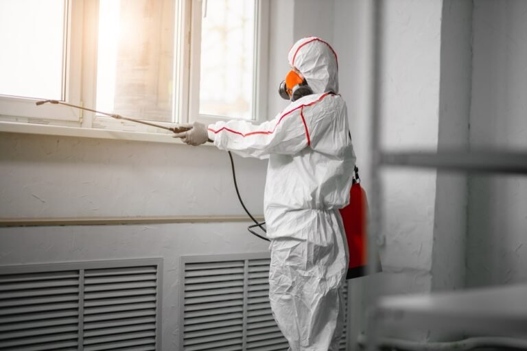 Understanding the Mold Removal Process: What to Expect from Professional Services