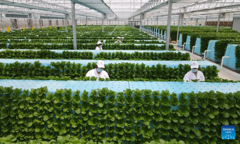 China Greenhouse Farming Techniques Revolutionizing Food Production